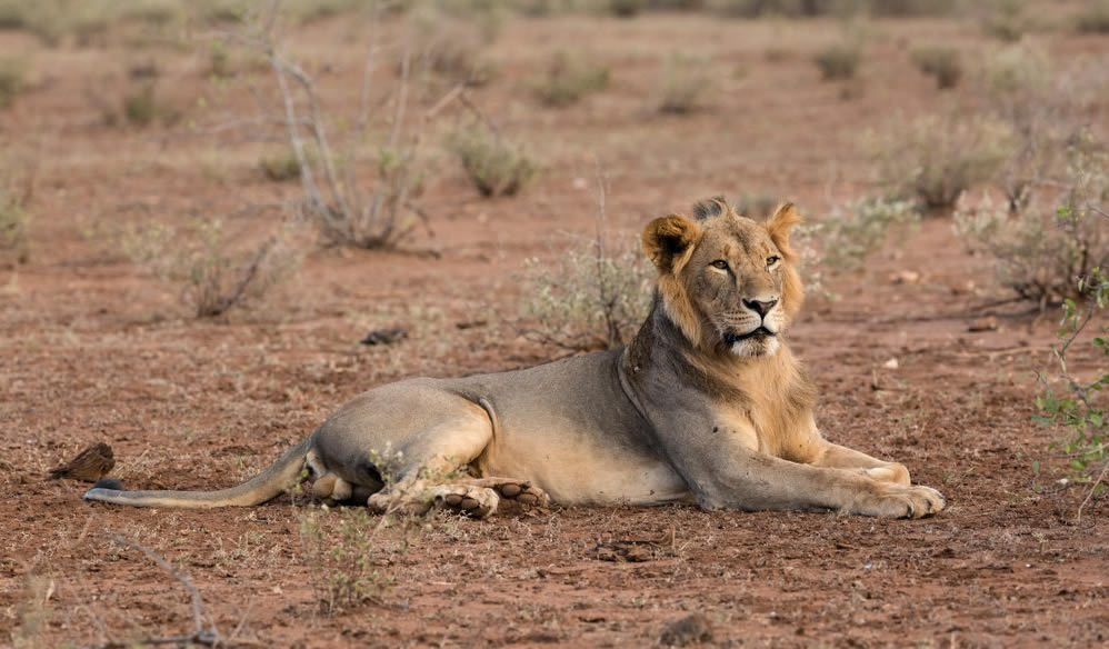 big cat safari