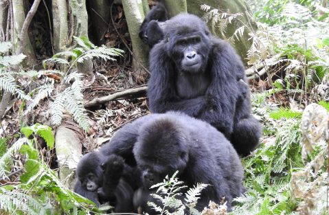Gorilla Trekking in Uganda