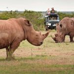 African Safari