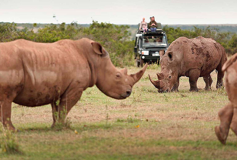 African Safari