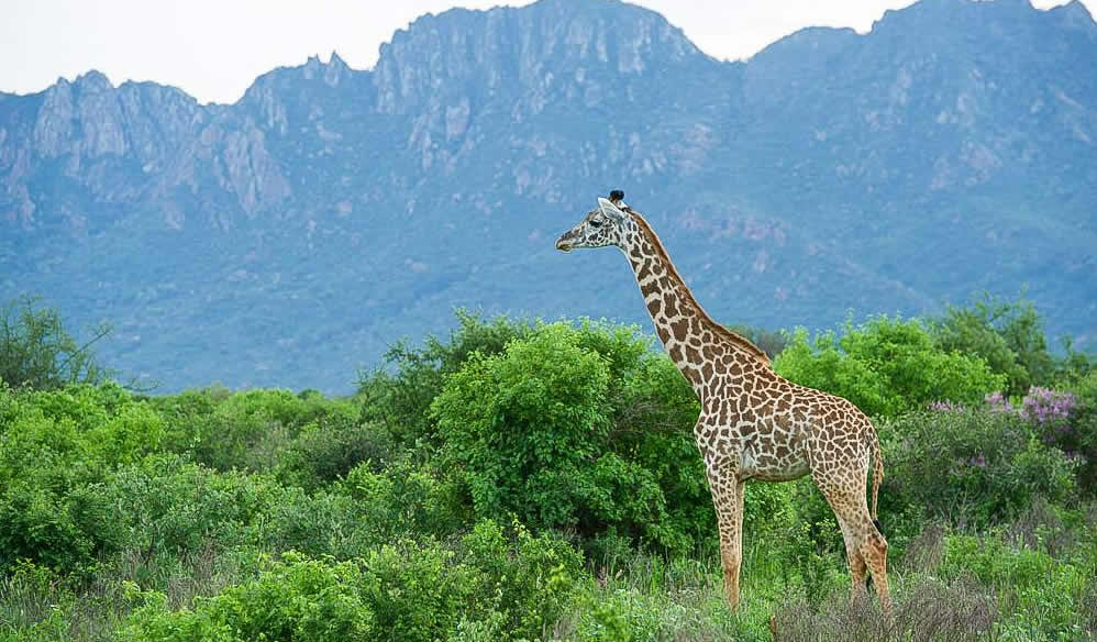 kenya safari