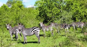 Lake Mburo National Prak